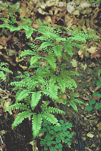 Adiantum pedatum L.