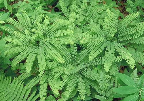 Adiantum pedatum L.