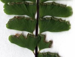 Adiantum pedatum L.