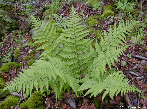 Dryopteris marginalis (L.) Gray