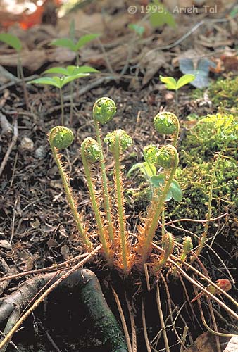 Dryopteris marginalis (L.) Gray