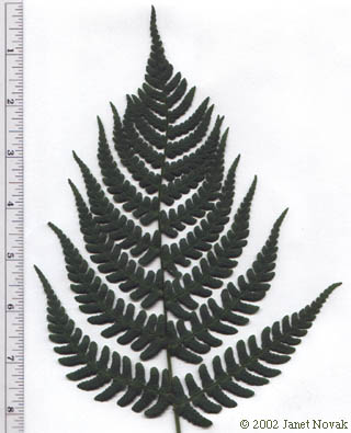 Dryopteris marginalis (L.) Gray