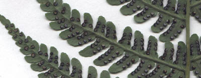 Dryopteris marginalis (L.) Gray