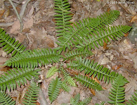 Polystichum acrostichoides (Michx.) Schott
