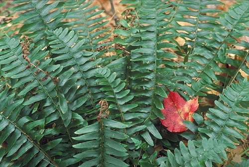Polystichum acrostichoides (Michx.) Schott
