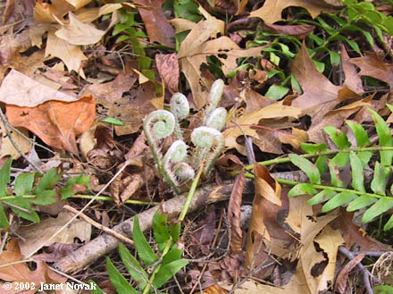 Polystichum acrostichoides (Michx.) Schott