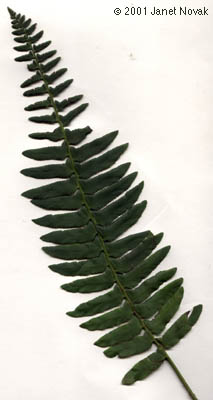 Polystichum acrostichoides (Michx.) Schott
