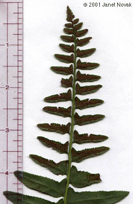 Polystichum acrostichoides (Michx.) Schott