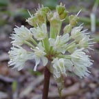 Allium tricoccum