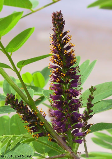Amorpha fruticosa L.
