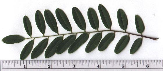 Amorpha fruticosa L.