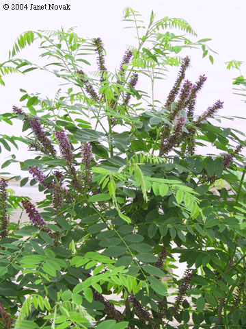 Amorpha fruticosa L.
