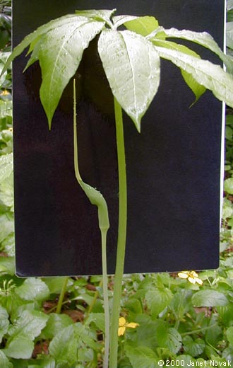 Arisaema dracontium (L.) Schott