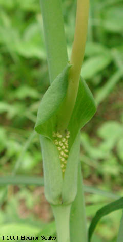 Arisaema dracontium (L.) Schott