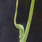 Arisaema dracontium