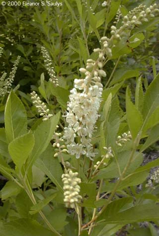 Clethra alnifolia L.