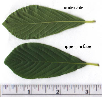 Clethra alnifolia L.