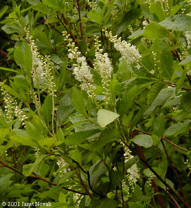 Clethra alnifolia L.