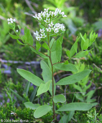 Comandra umbellata (L.) Nutt.