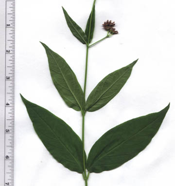 Cynanchum rossicum (Kleopov) Barbarich