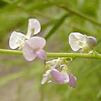 Desmodium sessilifolium