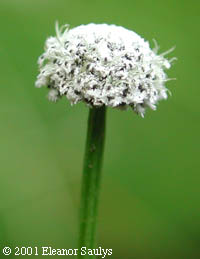 Eriocaulon aquaticum (Hill) Druce
