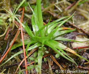 Eriocaulon aquaticum (Hill) Druce