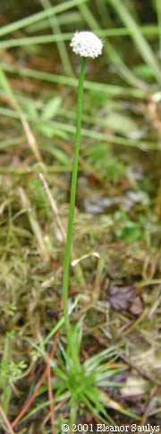 Eriocaulon aquaticum (Hill) Druce
