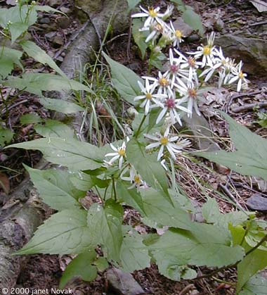 Eurybia divaricata (L.) Nesom