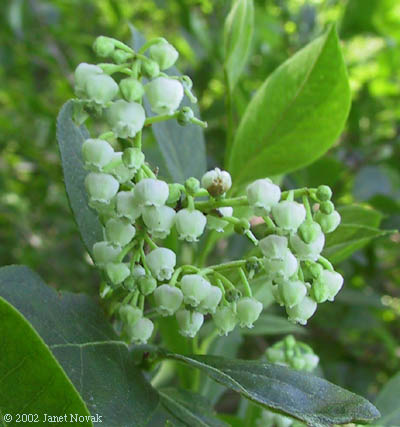 Lyonia ligustrina (L.) DC.