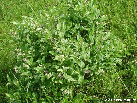 Lyonia ligustrina (L.) DC.