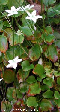 Parnassia glauca Raf.