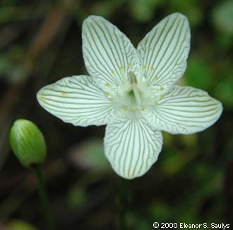 Parnassia glauca Raf.