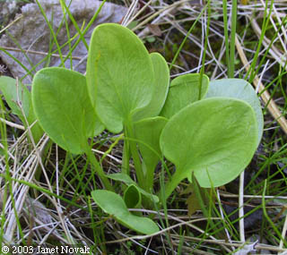 Parnassia glauca Raf.