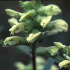 Pedicularis lanceolata