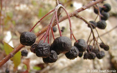 Photinia melanocarpa (Michx.) Robertson & Phipps