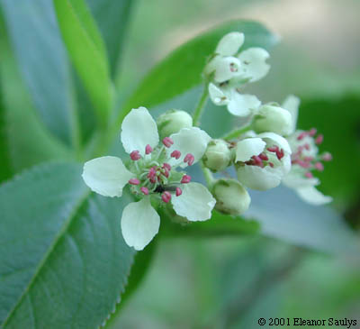 Photinia pyrifolia (Lam.) Robertson & Phipps