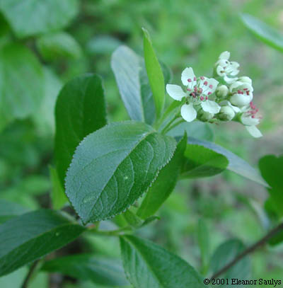 Photinia pyrifolia (Lam.) Robertson & Phipps