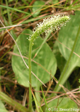 Plantago major L.