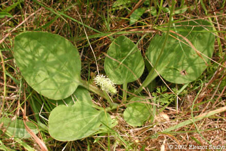 Plantago major L.