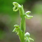 Platanthera aquilonis