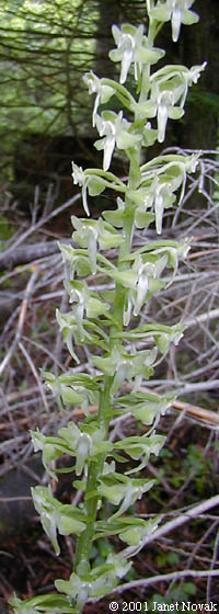 Platanthera orbiculata (Pursh) Lindl.
