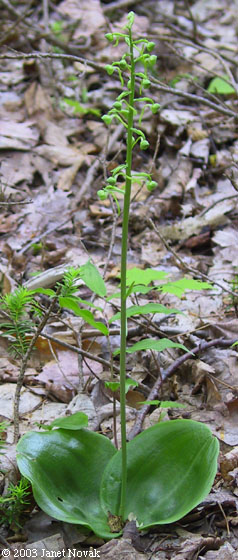 Platanthera orbiculata (Pursh) Lindl.