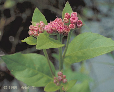 Pluchea odorata (L.) Cass.