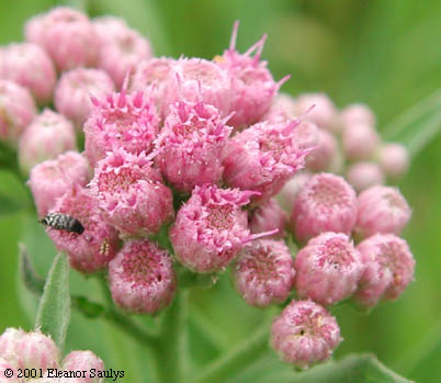 Pluchea odorata (L.) Cass.