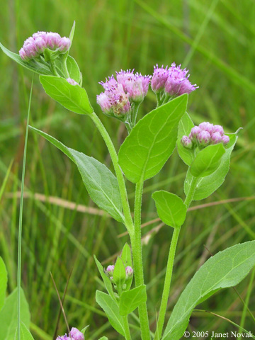 Pluchea odorata (L.) Cass.