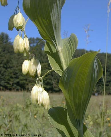 Polygonatum biflorum (Walt.) Ell.