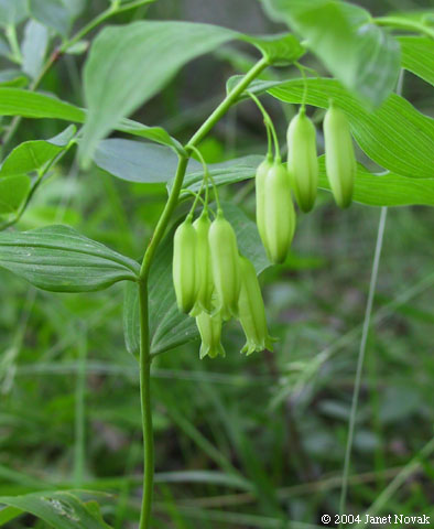Polygonatum biflorum (Walt.) Ell.
