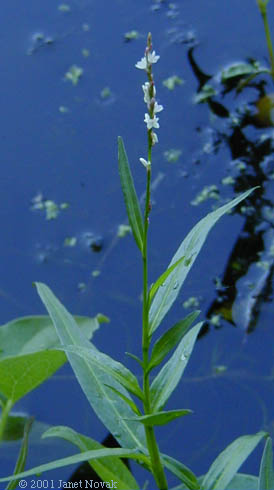 Polygonum hydropiperoides Michx.