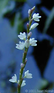 Polygonum hydropiperoides Michx.